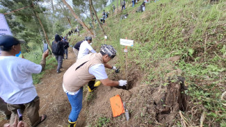 Peringati Hari Lingkungan Hidup, PLN Tanam Ribuan Pohon Cemara di Tosari TNBTS