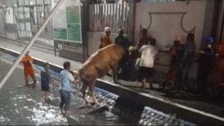 Evakuasi Dramatis, saat Sapi Kurban Kabur Tercebur Sungai di Ponpes Tebuireng