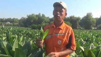 Kekhawatiran Disperta Jombang saat Cuaca Ekstrem Ganggu Petani Tembakau