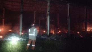 Kebakaran Kandang Ayam di Ngusikan Jombang, Kerugian Capai Rp600 Juta