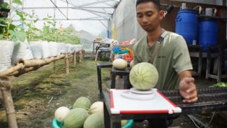 Panen Melon Premium di Jombang Tetap Stabil Meski Musim Hujan Jadi Tantangan