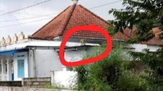 Teror Monyet Liar di Jombang, Bocah SD Diserang Saat Bermain di Jalan