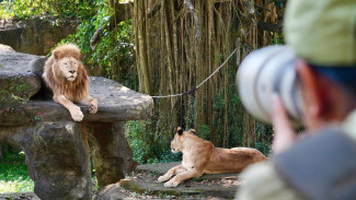 Penutupan Meriah Roadshow IAPVC 2025 di Taman Safari Prigen, Hadiah Mobil Listrik Jadi Incaran