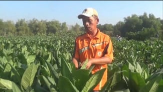 Cuaca Ekstrem, Petani Tembakau Kabuh Jombang Terpaksa Jual Basah Saat Panen 2025