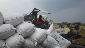 Usai Anjlok di Agustus Harga Gabah di Jombang Kini Naik, Petani Mulai Tersenyum