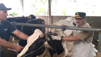 Pemkab Jombang Salurkan Jagung Subsidi untuk Peternak Untuk Tekan Kenaikan Harga Pakan