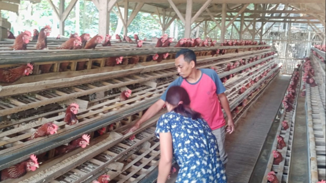 Peternak ayam petelur di Kota Malang