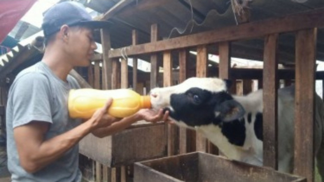Peternak sapi di Pujon, Malang