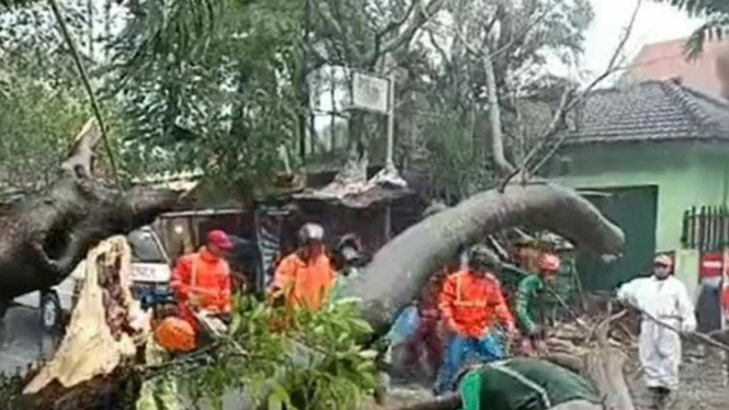 pohon tumbang di Kota Malang