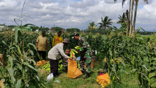 Di Kota Malang, TNI dan Petani Panen Jagung Bareng