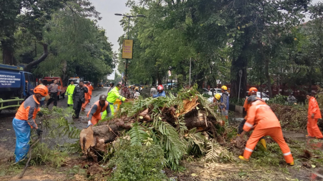 Pohon tumbang di Kota Malang