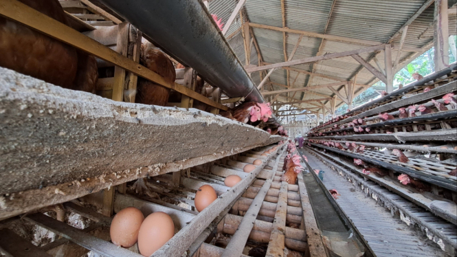 Peternakan ayam petelur di Buring, Kota Malang