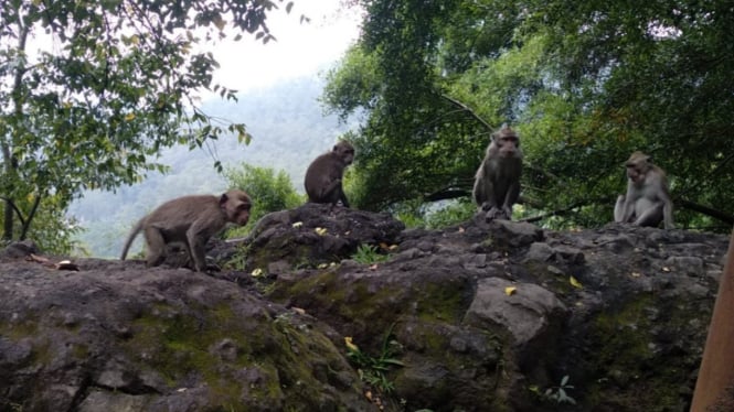 Puluhan monyet berada di tebing Jalur Payung