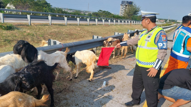 Belasan ekor kambing terguling di Jalan Tol Gempol-Pasuruan
