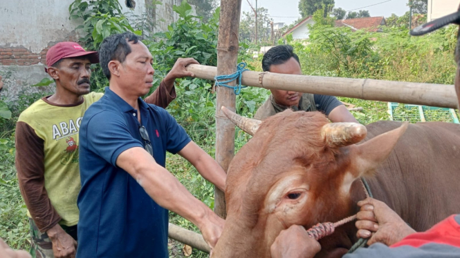 Sidak di lapak pedagang hewan kurban di Jombang