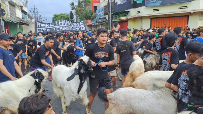 Tradisi mengarak kambing di Temenggungan, Kota Malang