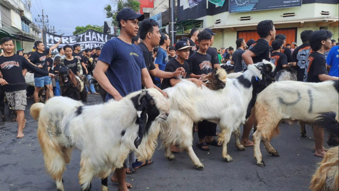 Tradisi mengarak kambing di Temenggungan, Kota Malang