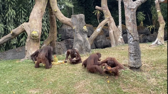 Orangutan di Taman Safari Prigen