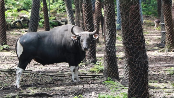 Taman Safari Indonesia Prigen melepaskan seekor banteng Jawa