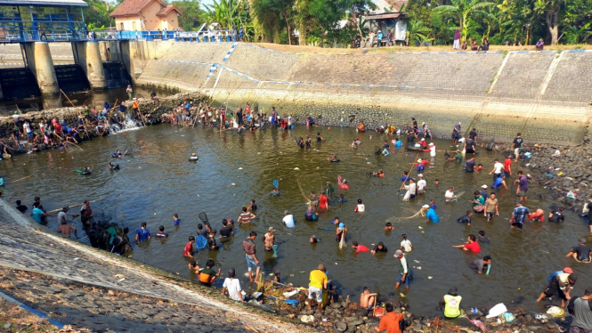 Ratusan warga mencari ikan saat pembersihan sungai.
