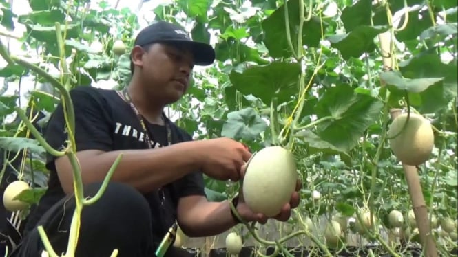 Panen melon hidroponik di Jombang.