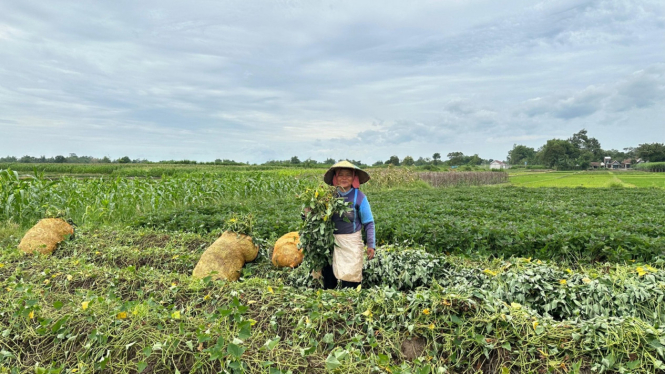 Petani di Jombang tanam ubi.