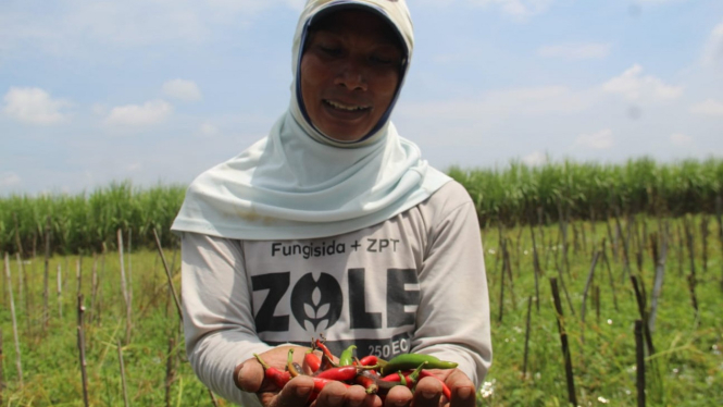 Petani cabai di Jombang saat menunjukkan hasil panennya