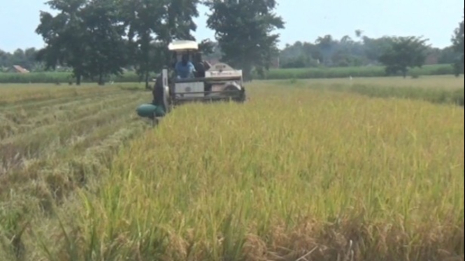 Panen padi di Jombang