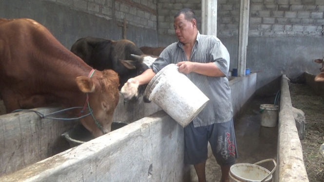 Pedagang sapi di Desa Tunggorono Jombang.