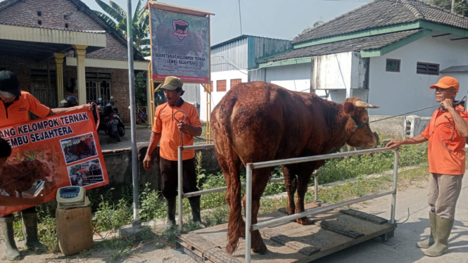 Sapi kurban milik kelompok ternak Lembu Sejahtera.