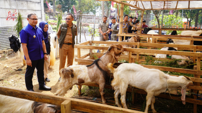 Pj Wali Kota Batu saat memantau hewan kurban