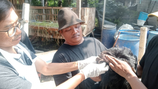 Petugas Dinas Peternakan saat periksa hewan kurban di Jombang.