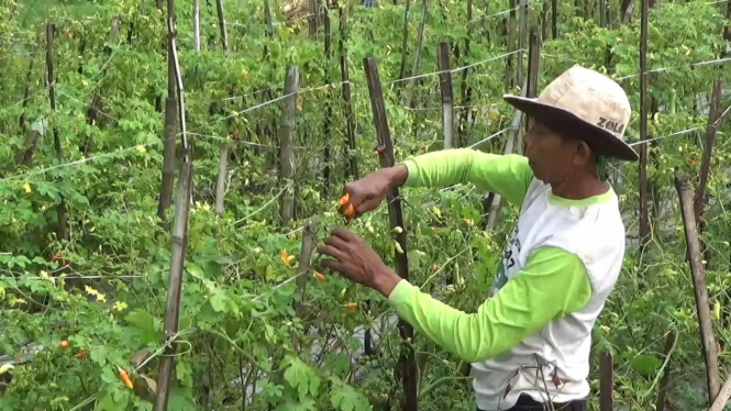 Petani cabai rawit di Jombang.