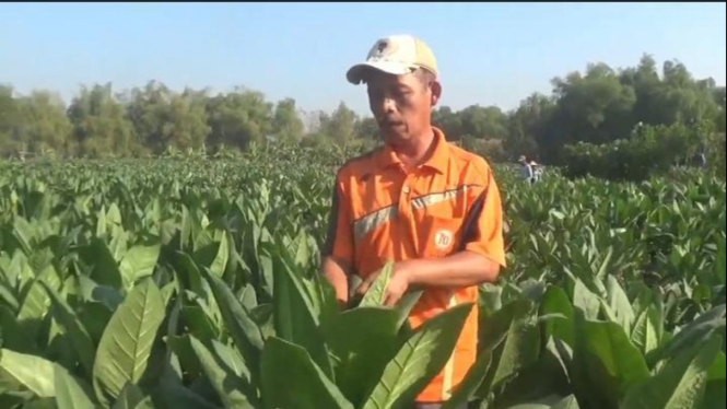 Tanaman tembakau petani yang terserang hama ulat.