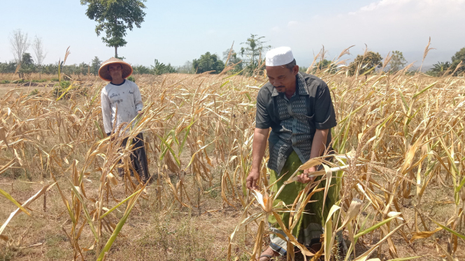 Petani di Pasuruan menunjukkan tanaman jagung yang mengering