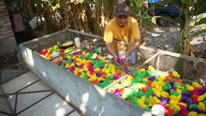 Anak ayam berwarna warni yang siap dijual.