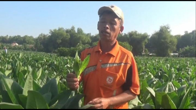 Petani tembakau di Jombang was-was