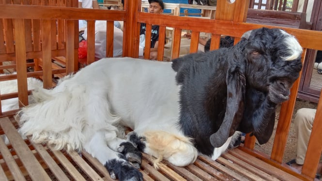 Salah satu kambing kontes di Kabupaten Pasuruan.