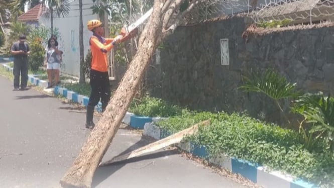 Petugas tengah melakukan sterilisasi pohon tumbang.