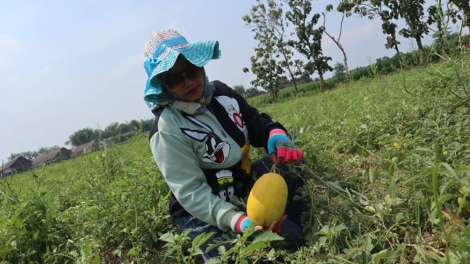 Pengunjung wisata petik buah semangka di Jombang.