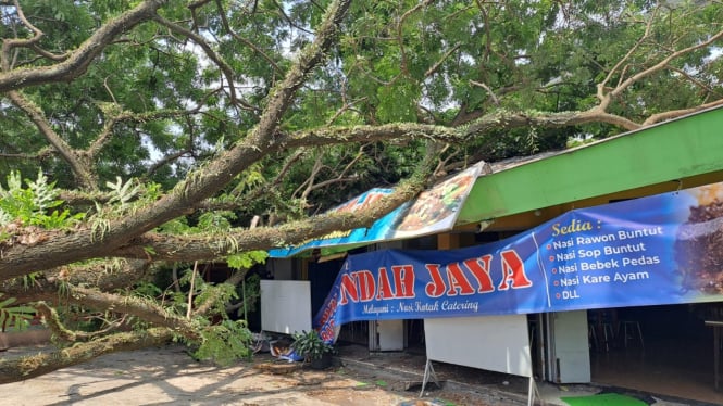 Pohon tumbang menimpa warung di Stasiun Malang sisi barat