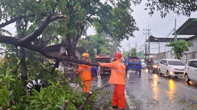 Petugas BPBD membersihkan ranting pohon