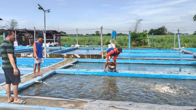 Heri saat berada di kolam ikan lele.