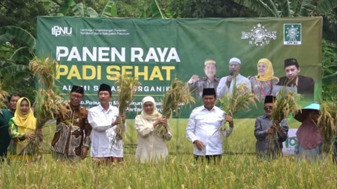 Panen raya padi sehat alami di Pasuruan