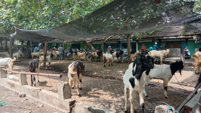 Pasar Hewan Gondangwetan, Pasuruan.