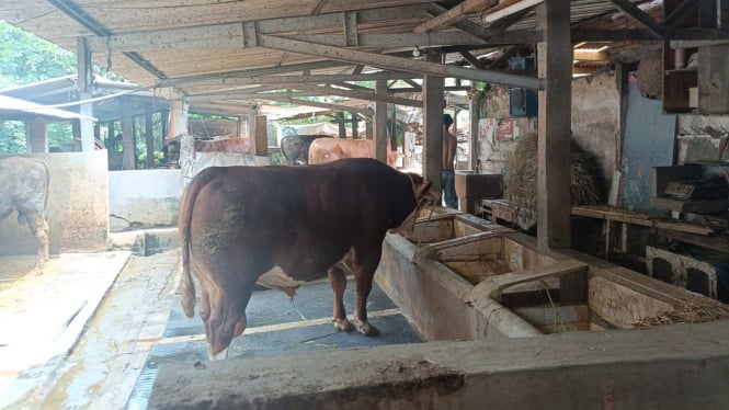 Peternakan sapi di Kota Malang