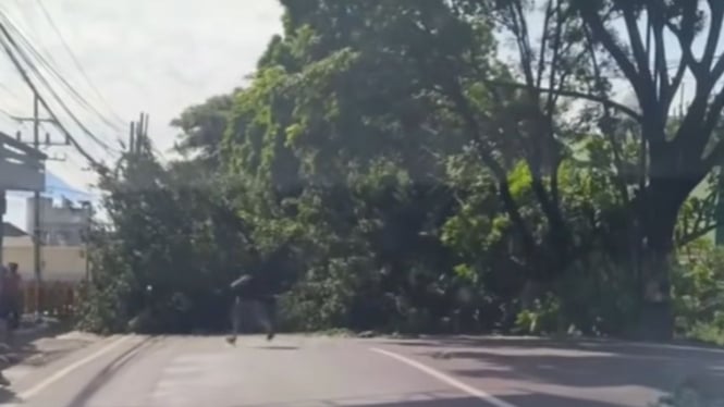 Pohon tumbang tutup bahu jalan