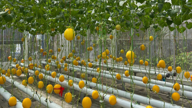 Panen melon Greenhouse UMM