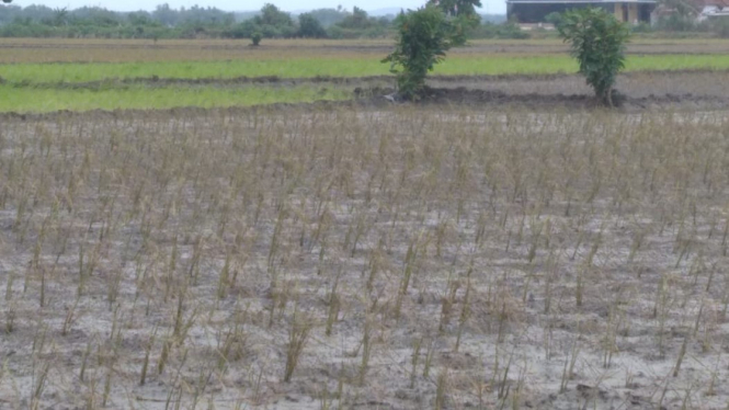Area persawahan di Desa Kedung Melati, Kesamben.