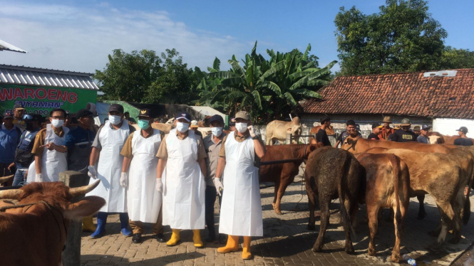 Upaya pencegahan PMK di Jombang dengan vaksinasi.